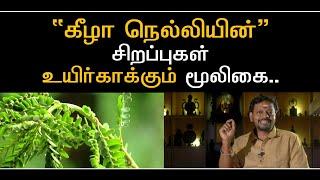 Keezha nelli | கீழாநெல்லி. உடலில் உள்ள நாடி நரம்புகள் பலம் பெறும்.. #howto @Sadhgurusaicreations