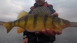 First Ice Jumbo Perch Fishing!