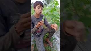 #panjabisort#hriyanisort#kakakajodsort#shortvirel