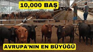 AVRUPA'NIN EN BÜYÜK DAMIZLIK ANGUS ÇİFTLİĞİ (10000 Baş Anaç)