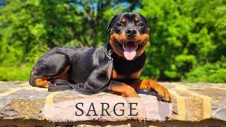 Allentown Dog Trainers ||| OLK9 Lehigh Valley ||| 1 Year Old Rottweiler, Sarge