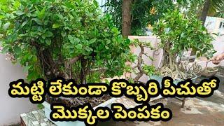 ఎన్ని రకాల బోన్సాయి మొక్కలో... | bonsai plant | Smallest Bonsai Plants | Usha House