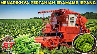 BEGINI CARA PERTANIAN EDAMAME KEDELAI TERBAIK JEPANG DITANAM DAN DIPELIHARA