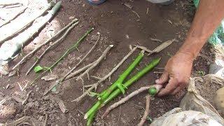 PLANTANDO ARVORES FRUTÍFERAS E ROSAS POR ESTAQUIA