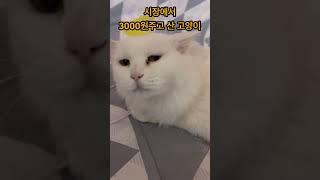 시장에서 3천원에 산 고양이가 이렇게 똑똑하다고?