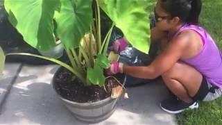 FINALLY - Harvesting TARO ROOT - Hidden Garden in Front Yard