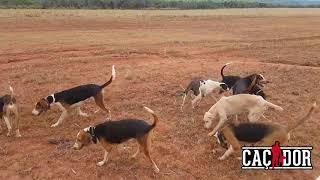 Chuva molhou a caçada de Javali - Canil do Caçador