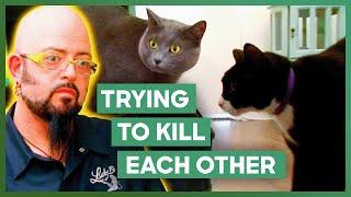 Jackson Galaxy Stops Two Cats From Trying To Kill Each Other | My Cat From Hell