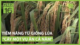 Tiềm năng từ giống lúa “cấy một vụ ăn cả năm" | VTC16