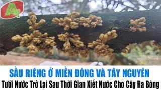 Sầu Riêng Miền Đông Và Tây Nguyên | Tưới Nước Trở Lại Sau Thời Gian Xiết Nước Cho Cây Ra Bông