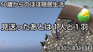 【インコ】隠居生活830～831日目［見送ったあとは１人と１羽 2024.9.7～9.8］