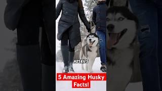 5 Fascinating Fun Facts About Huskies You Didn’t Know! 