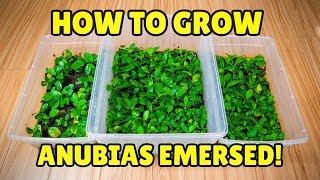 How To Grow Anubias Emersed!! (FOR PROFIT!)