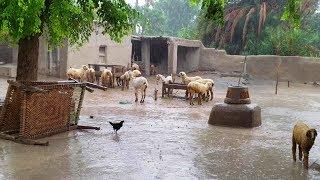 Monsoon Rain ️ In My Village | Punjab, Pakistan