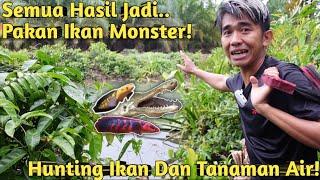 BERTUALANG DAN MANCING DI KEBUN SAWIT UNTUK KASIH MAKAN IKAN MONSTER