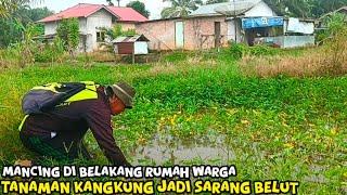 TANAMAN KANGKUNG DI BELAKANG RUMAH WARGA‼️JADI TEMPAT SARANG BELUT LIAR.