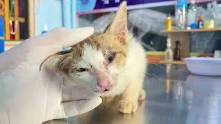 Rescue poor cat in very bad condition from street | FTC Meow