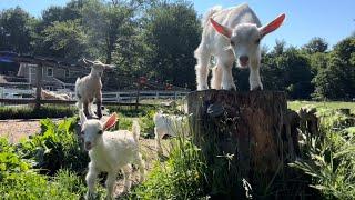 Bouncing baby goats join their herd in the pasture!