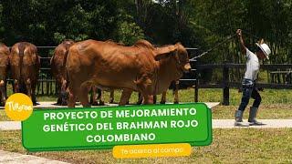 Proyecto de mejoramiento genético del Brahman Rojo - TvAgro por Juan Gonzalo Angel Restrepo