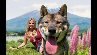 THE SHIKOKU INU - JAPANESE WOLF DOG? 四国犬