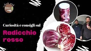 Radicchio rosso di Vicenza- curiosità e consigli su un ortaggio speciale! Da consumare fresco e KM0
