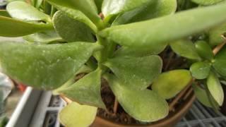 Succulent Plant 多肉植物觀察 翡翠木(發財樹)