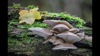 Miracle cure oyster mushroom: Discover the healing power of Pleurotus ostreatus