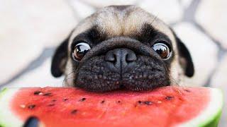 Pugs - Cute Pug Dogs And Pug Puppies Doing Funny Things || NEW