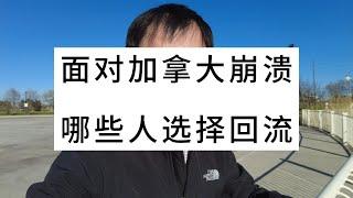 面对加拿大崩溃，哪些人选择回流？