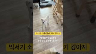 나 류시루, 사실 쫄보야 #강아지 #강아지일상 #강아지브이로그 #진도믹스 #개린이 #dog #puppy #doglover #반려견