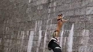 Wow! “Super Skilled Belgian Malinois Dogs Trained To Climb Walls”