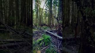 Would You Get Lost In This Forest In The PNW? #cinematicvideo #pnwonderland #colorgrading