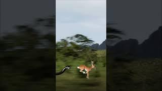 Heart-Stopping Chase! Rabbit's Miraculous Escape From Snake!