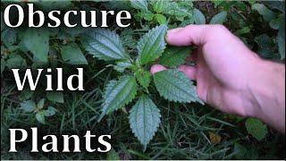 How to Identify 9 Obscure Wild Plants - Video Field Guide