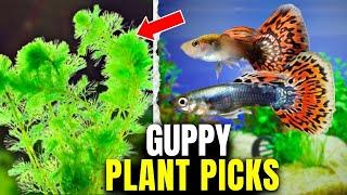 The 10 BEST Plants for Guppy Tanks