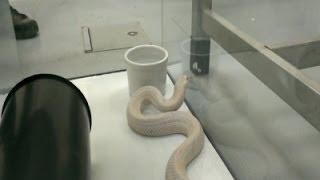 Raw: Captured Albino Cobra in Custody at LA Zoo