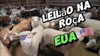 Leilao na roça EUA |  Sitio na gringa | Vida na America