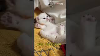【2023】【Kitten】 猫猫吃手手不睡觉