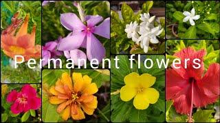 12-25 Permanent summer flower plants for terrace garden |