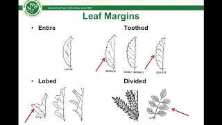 Invasives Strike Force Intermediate Survey Training Workshop Webinar - Part 1 (Species ID)