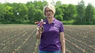 The More You Grow: Swiss Chard