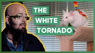 Jackson Galaxy Helps An Aggressive Teenage Cat Stop Terrorising His Family | My Cat From Hell