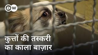 पिल्लों के अवैध सौदागर और अरबों की कमाई [Europe's Criminal Puppy Traders] | DW Documentary हिन्दी