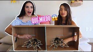 ¿QUÉ HAY EN LA CAJA? (Ft. Caelike) Kimberly Loaiza