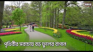 কেউকেনহফ | ৭০০০০০০ ফুলের বাহার কেমন দেখায়? | Keukenhof | Most beautiful flower garden in the world