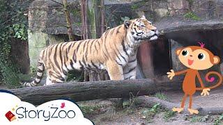 StoryZoo op avontuur in de Dierentuin  | Tijger  | Educatieve video's voor kinderen