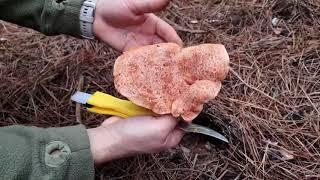 Συλλογή Lactarius deliciosus στην Εύβοια | Hunting Lactarius in Evia island