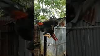 Cara melatih kuda kuda ayam