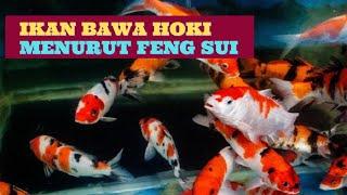 Ikan Hias Pembawa Keberuntungan | 5 Jenis Ikan pembawa hoki menurut feng shui