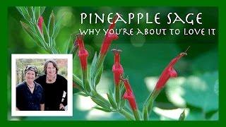 Pineapple Sage: Why You're About to Love It (+ Fighting Depression & High Blood Pressure